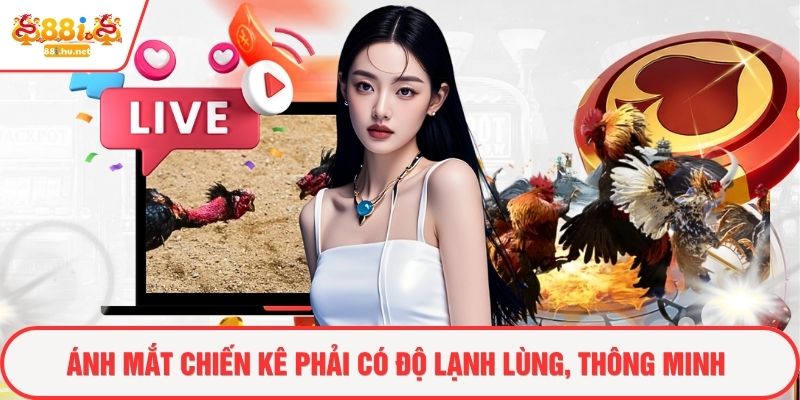Ánh mắt chiến kê phải có độ lạnh lùng, thông minh